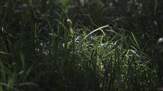 树叶小草灌木小溪鸭子009视频素材模板下载