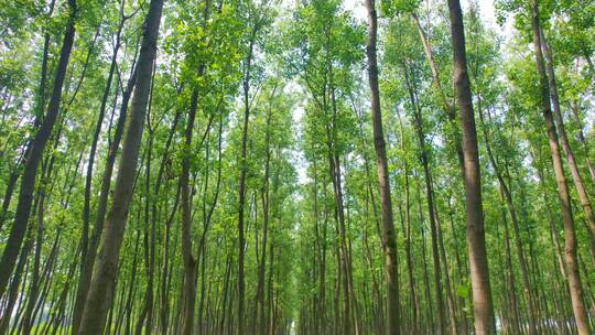 岳阳君山储备林林场