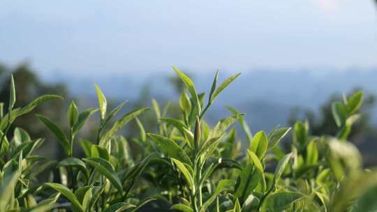 嫩绿茶树茶叶特写