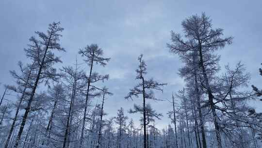 大兴安岭林海雪原雪林