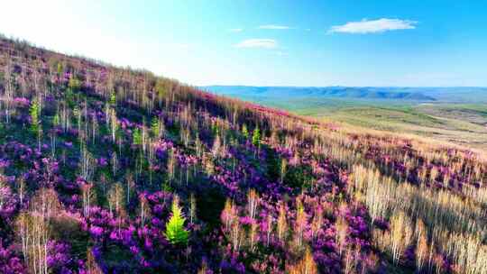 航拍大兴安岭春季山林杜鹃花海