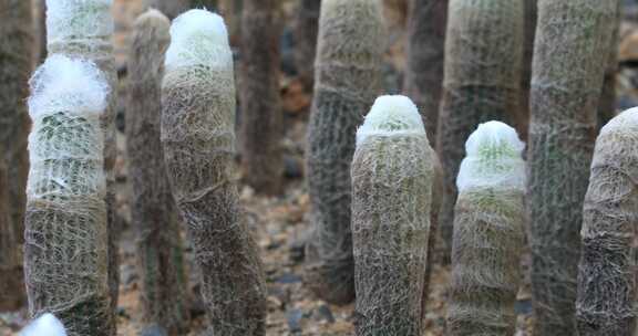 美丽的热带带刺沙生植物特写