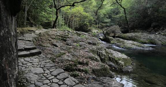 森林山涧溪流 浙东小九寨 白岩溪 芝林景区