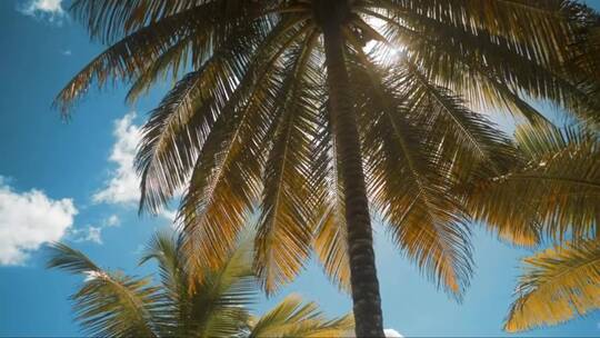 晴天的棕榈树视频素材模板下载
