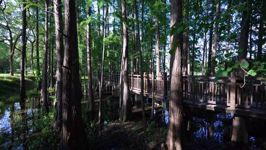 武汉洪山东湖落雁景区4K视频合集