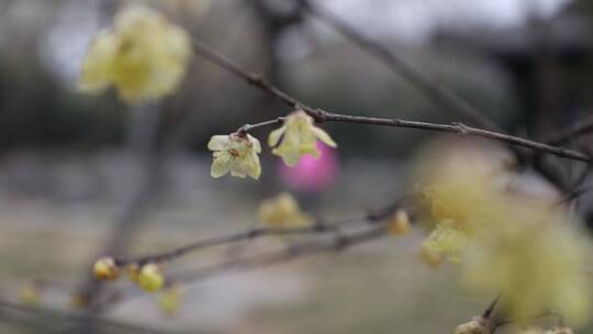 黄色的梅花傲雪开放