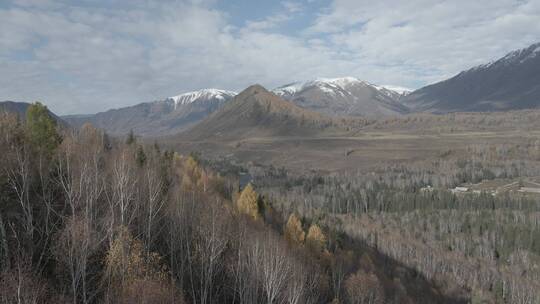 新疆 航拍 雪山 树林 河流 蓝天 高原