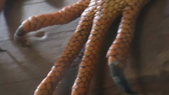 蜥蜴猎蜥手工爪子眼睛爬行动物特写视频素材模板下载