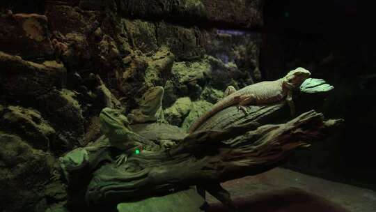 蜥蜴栖息在木头上的场景