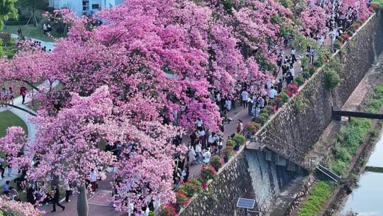 中国广东省广州市从化区华软异木棉