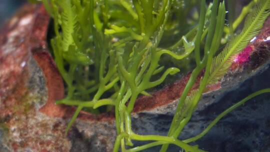 海藻海草海水缸造景小丑鱼视频素材模板下载