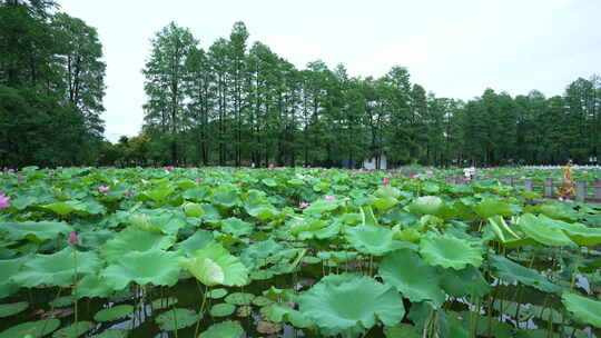 武汉东湖磨山景区盆景园