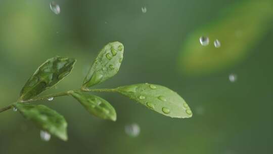 雨中绿叶雨滴落在树叶上雨滴落下九里香绿叶