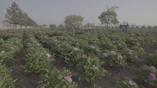 牡丹花种植LOG视频素材