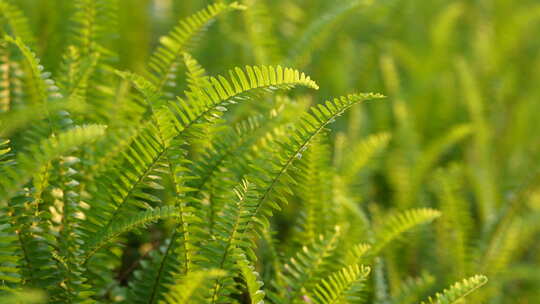 植物叶子 蕨类植物 绿色 公园