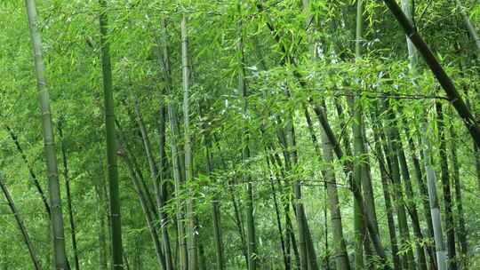 竹林竹叶禅意下雨天唯美空镜