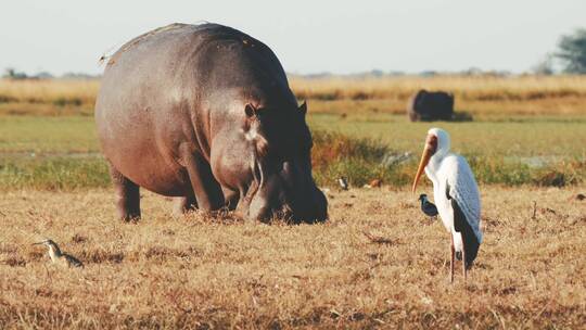 非洲大草原野生动物唯美合集视频素材模板下载