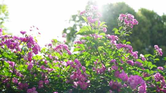 夏日阳光明媚阳光穿透树林蜜蜂在花丛中飞舞