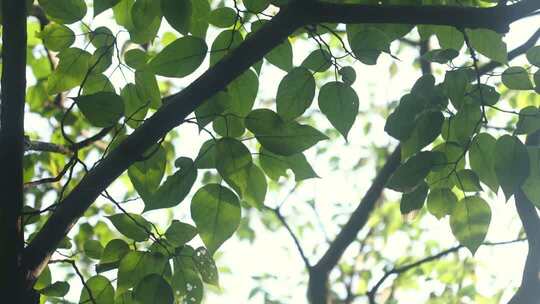直摇镜头阳光透过枝繁叶茂的树叶照射进来