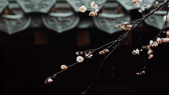 中式屋檐梅花腊梅雨中腊梅视频素材模板下载