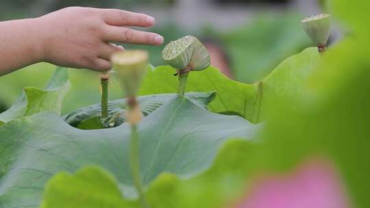 寻觅并蒂莲：游客探寻莲花池塘的珍奇之美