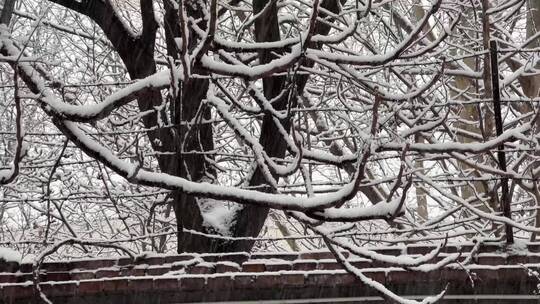 【镜头合集】鹅毛大雪雪景树枝上的积雪