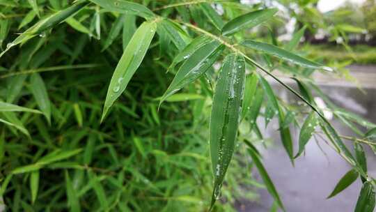雨清明谷雨竹叶雨水下雨