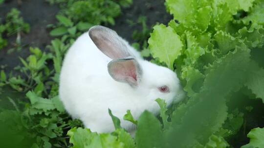 吃草的小兔子视频素材模板下载