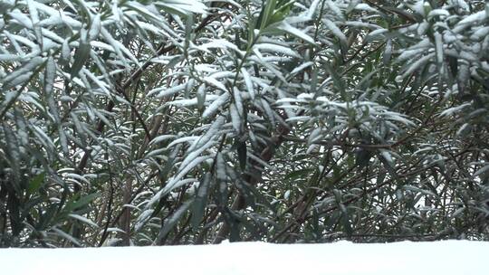 下雪天树叶上的积雪