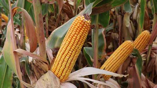玉米作物生态农业收获特写