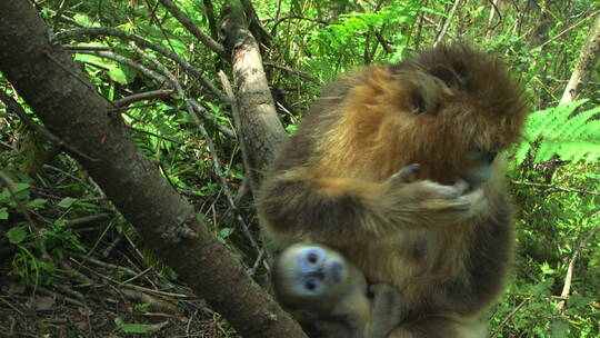 金丝猴妈妈抱着幼崽爬树