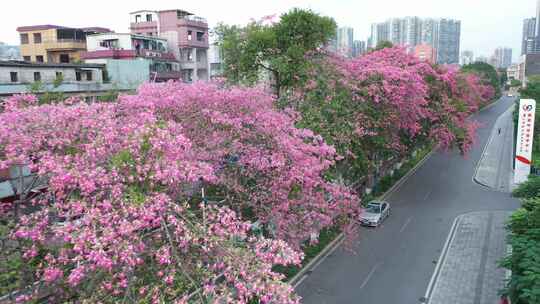 中国广东省广州市荔湾区坦尾美丽异木棉