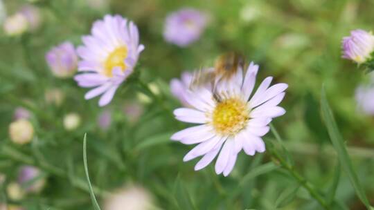 一只蜜蜂从一片花丛中飞走