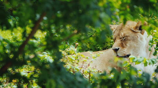 母狮趴在灌木丛中休息