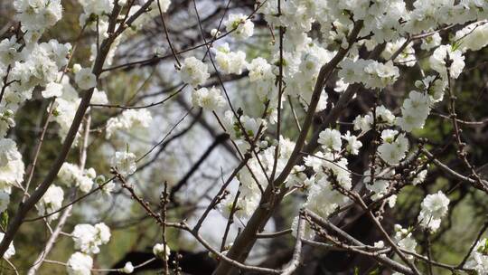 【镜头合集】白色梅花腊梅鲜花花朵