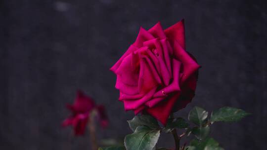 微风中红色美丽的玫瑰花特写