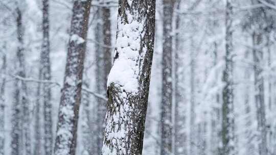 冬天雪景树林雾凇