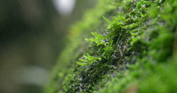 大自然 山野 细雨 苔藓 