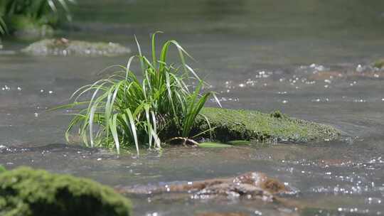 阳光溪谷：苔藓水草石菖蒲的特写