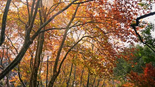 杭州西湖杨公提梧桐树秋天落叶
