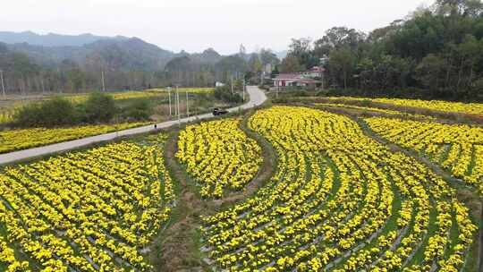 六安霍山菊花花海