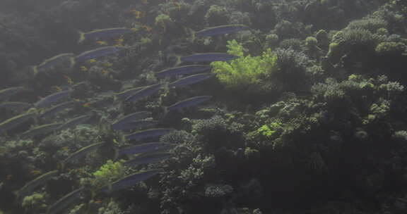 梭子鱼的群集以很高的数量和速度一起向珊瑚