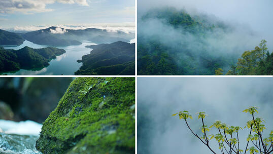 山自然河山川森林古树植物青苔生态自然高清在线视频素材下载