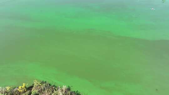 湖水绿藻 巢湖蓝藻