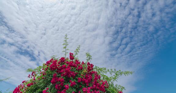 蓝天白云下的蔷薇花延时摄影