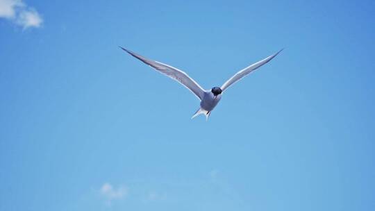 唯美 海鸥 升格 慢镜头 海鸟 青海湖