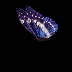 蝴蝶带透明通道