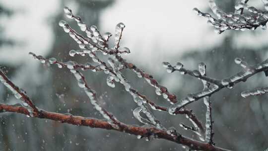 树枝，冰冻，下雪，树