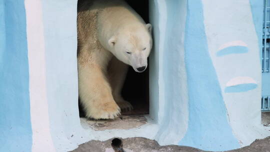 动物园里的北极熊