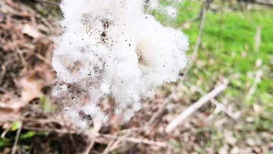 野生棉花飞舞飘动花絮飞舞